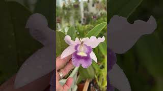 LC Final Blue Cattleya Orchid problem blooming orchidflower plants flower [upl. by Esimaj]