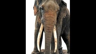 Siyambalangamuwa Elephant  Part 2 සියඹලාන්ගමුව ඇතා [upl. by Ahsonek981]