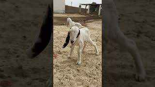 boer cross babies ❤️❤️ mashallah allahuakbar cattlemarketkarachi goat cow goatfarming [upl. by Naloc]