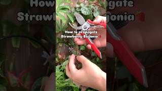 How to propagate Strawberry Begonia🍓 her real name is Saxifraga Stolonifera strawberrybegonia [upl. by Antoine403]