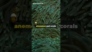 Sea Anemones and Corals underwater seaanemone coral shorts youtubeshorts [upl. by Naujat352]