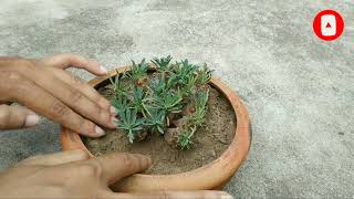 Euphorbia japonica potting  Euphorbia japonica plant [upl. by Kai]