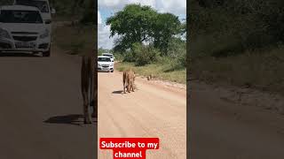 safariloins trading wildlifeforyoupage foryou viralvideo youtubeshortsvideo [upl. by Rettig954]