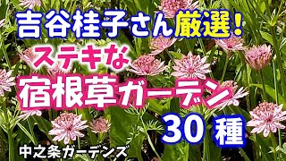 【ガーデニング】6月に咲く吉谷桂子さん厳選のステキな宿根草ガーデンから30種の紹介！中之条ガーデンズ！園芸のプロから学ぶ！【群馬県中之条町】Gardening [upl. by Malcom]