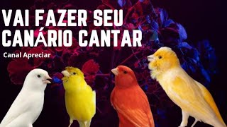 MELHOR CANTO PARA ESTIMULAR SEU CANÁRIO BELGA [upl. by Norrie235]