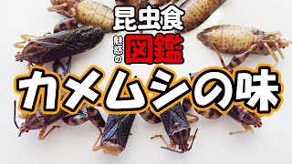 カメムシどんな味？ 「食べられる昆虫図鑑」ヘリカメムシ（ラオス産）編🪲 [upl. by Odrick]