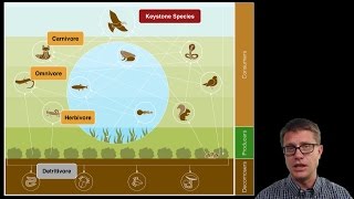 Ecosystem Ecology [upl. by Yuht]