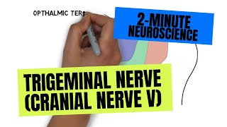 2Minute Neuroscience Trigeminal Nerve Cranial Nerve V [upl. by Elburt]