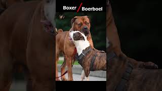 Boxer vs Boerboel Fight Comparison 2024  Epic Battle [upl. by Anitniuq]