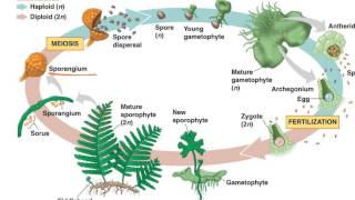 Fern Life Cycle [upl. by Doug]