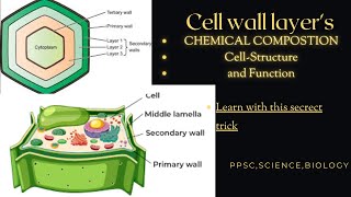 Secondary Wall  composition Function  complete concept layers of cell wall ppscbiologyVideo 2 [upl. by Shull]