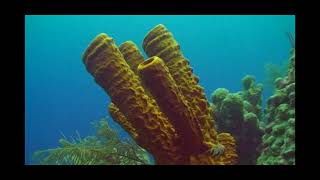 BelizeScuba dive Blue hole [upl. by Dyl]