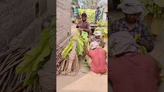 tobacco harvesting tobacco tobaccoharvest pogaku ytshorts [upl. by Gilead]