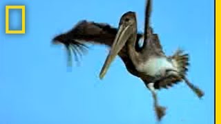 Penguins vs Pelicans  National Geographic [upl. by Jordanna916]