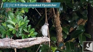 エゾビタキGrey streaked Flycatcher [upl. by Pyne]