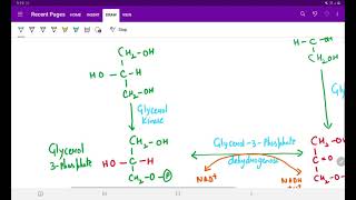 SYNTHESIS OF TRIACYLGLYCEROL [upl. by Urien]