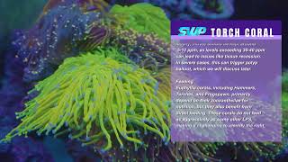 All about Torch Coral Euphyllia Glabrescens [upl. by Siubhan]