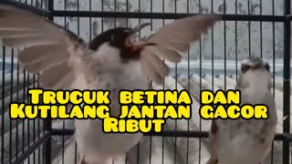 TRUCUK betina dan KUTILANG jantan gacor suara ribut [upl. by Jerusalem]