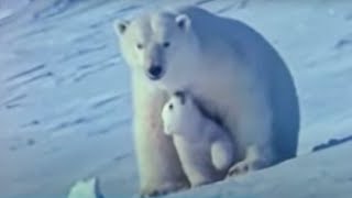 Watch the Birth of a Polar Bear  BBC Studios [upl. by Rennerb]