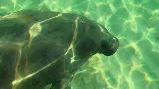 Manatee swimming under water Miami [upl. by Idram]