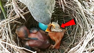 Wild babbler bird is feed the cuckoos baby birdsandbaby8259 [upl. by Tatianna]