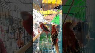 ShortsReelsBeautifulRosellasParrots sikderpigeonbd foryou birds Parrot shorts reels pets [upl. by Abramson]