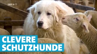 Herdenschutzhunde Treue Beschützer einer Schafherde [upl. by Judus]