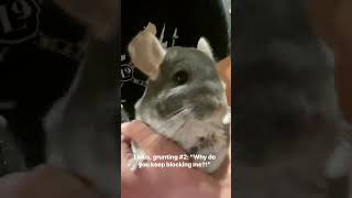 chinchilla sounds pets slowmotion cute [upl. by Begga591]