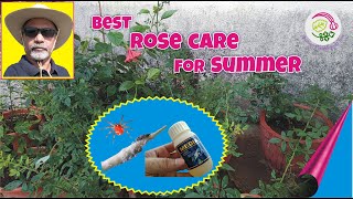 HOW TO CONTROL INSECTS amp PESTS ON ROSE PLANTS  BAYER CONFIDORDHANUKA MEDIA INSECTICIDE REVIEW [upl. by Purity]