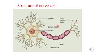 Autonomic pharmacology part 1 [upl. by Cuthbertson]