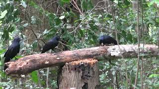 New Caledonian crow family using tools to get edible grubs [upl. by Terence]