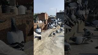 Part2 vicky bapa nagar se racer Homer naye kabutar khute hue ki video jarur dekhe last tak [upl. by Eseeryt]