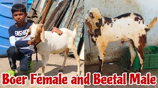 Sasti Boer Cross Female and Beetal male at Aurangabad Maharashtra [upl. by Olga]