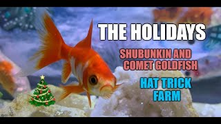 🎄⛄️THE HOLIDAYS 🎩🥳 ✨ SHUBUNKIN AND COMET GOLDFISH✨  DISPLAY AQUARIUM  💠 HAT TRICK FARM💠 [upl. by Aivila]