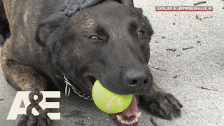 Live PD Running Drills with K9 Flex Season 2  AampE [upl. by Talya]