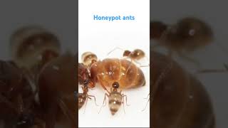 Honeypot ant [upl. by Melessa643]