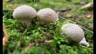 PUFFBALL she collects wild food in the forest to prepare lunch Part 32 ASMR [upl. by Ioab]