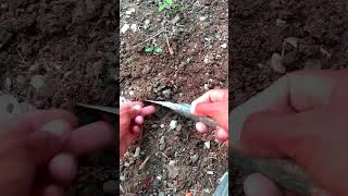 How To Grow 🍑Apricot Fruits From Seed garden shortvideo short shorts apricots howtogrow new [upl. by O'Donovan]