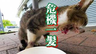 【残暑】口内炎のボロボロの野良猫をチュールと痛み止めと抗生物質で助けたい [upl. by Yssej625]