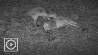 Vos knabbelt aan kadaver  WILDCAM [upl. by Iveel928]