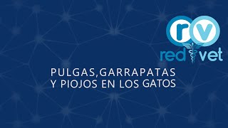 Pulgas garrapatas y piojos en los gatos [upl. by Reddin]