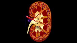 Renal pelvis [upl. by Ruel594]