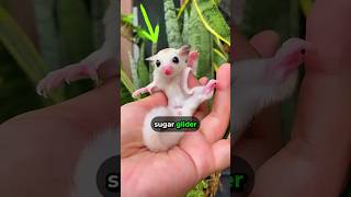 Gliding Stars of Nature Sugar Glider 🌴🐁🛩️ [upl. by Oiralednac]