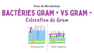 BACTÉRIES À GRAM POSITIF ET À GRAM NEGATIF  Différences et Principe de la coloration de Gram [upl. by Andra559]