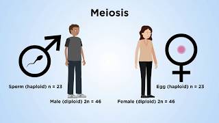 Chromosome structure and behaviour in mitosis and meiosis [upl. by Inilahs]