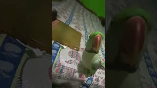 Mithu talking❤️ParrotLifestyle0 parrot life birds mittutota mithu lovebird shorts tota [upl. by Skipp]