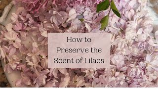 Preserve the Scent of Lilacs Enfleurage How To [upl. by Higley87]