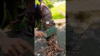 Unbelievable Watch How This Tree Root is Skillfully Processed with a Cleaver 9 SatisfyingCutting [upl. by Lauretta]