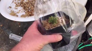 NEPENTHES PITCHER PLANT CARE OPENING A TISSUE CULTURE FLASKED NEPENTHES AND REPOTTING IT [upl. by Leahcimed]