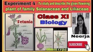 Study flowering plant of families Solanaceae amp LiliaceaeExperiment 4class11biology1st term [upl. by Fraase]